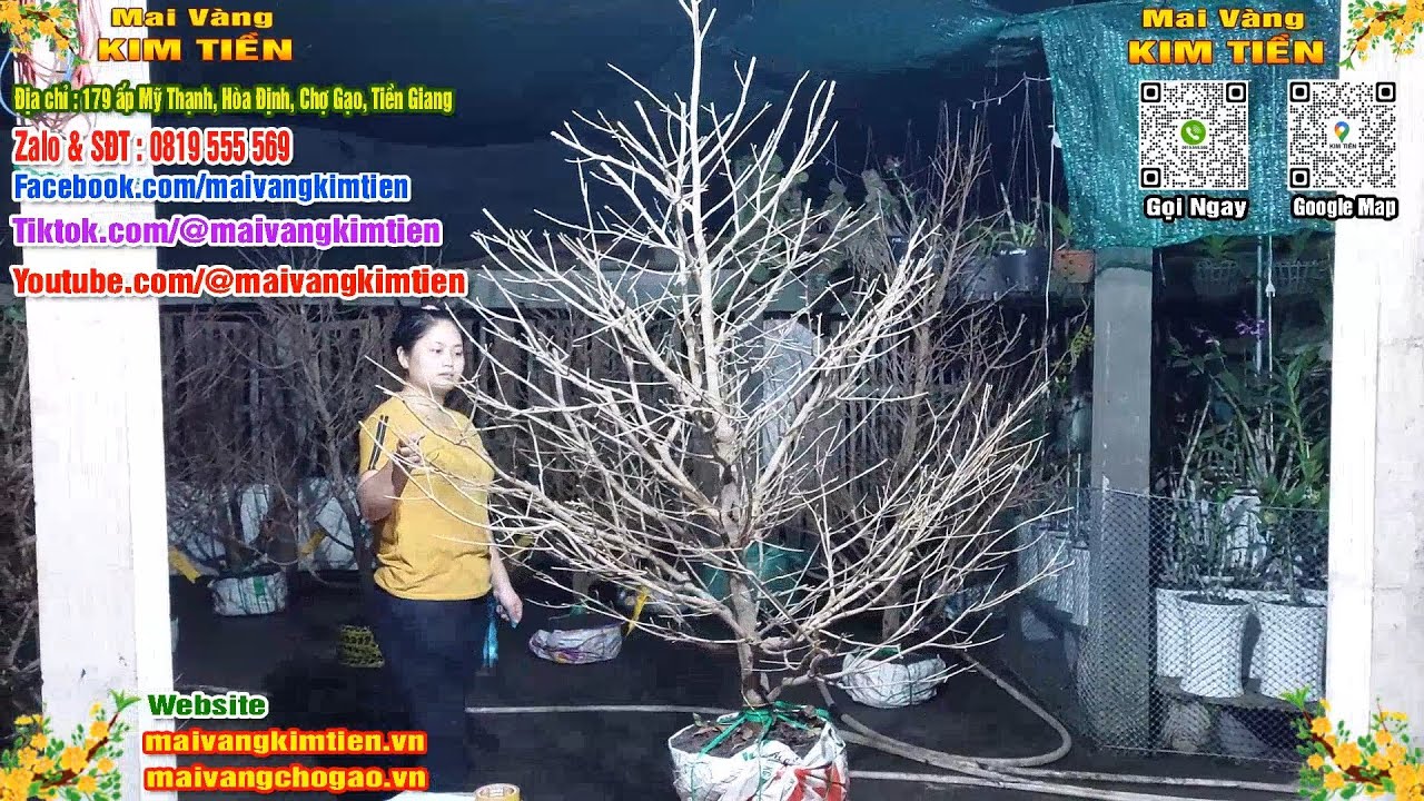 Mai Vàng Nhiều Nụ Đón Tết Bao Ship Toàn Quốc Giá Rẻ - Mai Vàng Kim Tiền Chợ Gạo