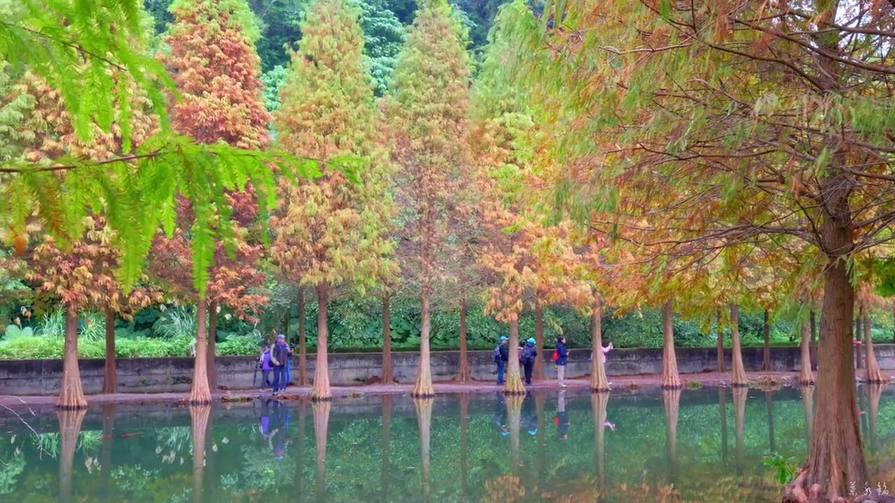 大溪月眉落羽松