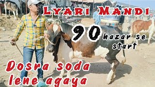 Lyari Cow Mandi Sode Hi Sode Sasta Maal Lena Ha To Ready Ho Jaien