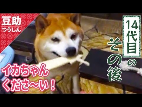 ハーイ知ってるもん！エヘヘえらいでしょ？14代目【豆助通信】＜豆柴