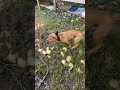 APBT 1 Year Marker