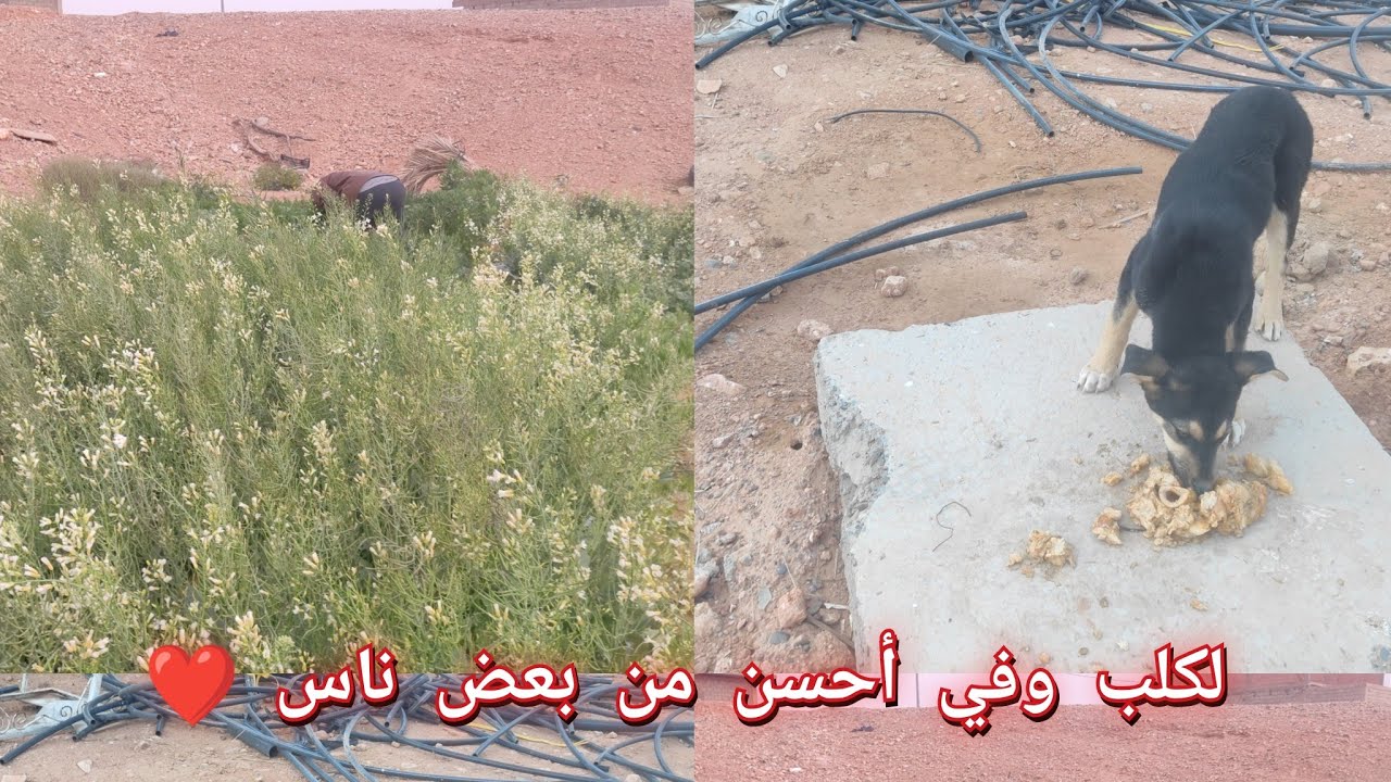 #رمضان كريم 🌜 ديتكم معي لداري نتاع الريف  شافني كلبي جا يجري 🐕/ ياريت يرجع الزمن الجميل 💖