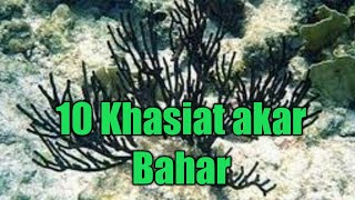 manfaat akar Bahar menurut medis & spiritual