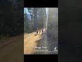 Sequoia National Park | Stagg Tree hike