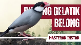 Masteran Gelatik Belong Full Isian