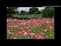 恋不思議(海援隊) 歌ってみた
