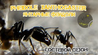 :  !   Pheidole xanthogaster!