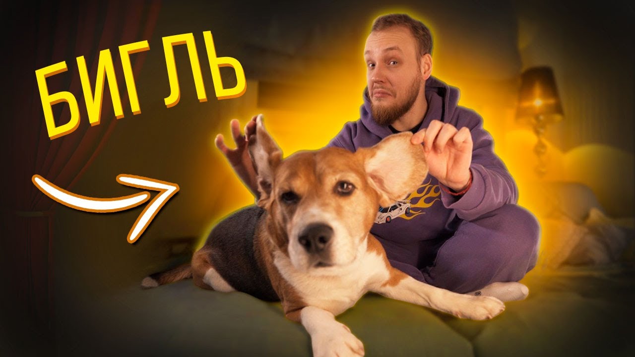 БИГЛЬ| все о породе| личный опыт владения породой| ОН ОЧЕНЬ ЗАБАВНЫЙ ...