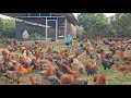 Great idea for raising freerange chickens  use grass as free food for chickens  ep 266 