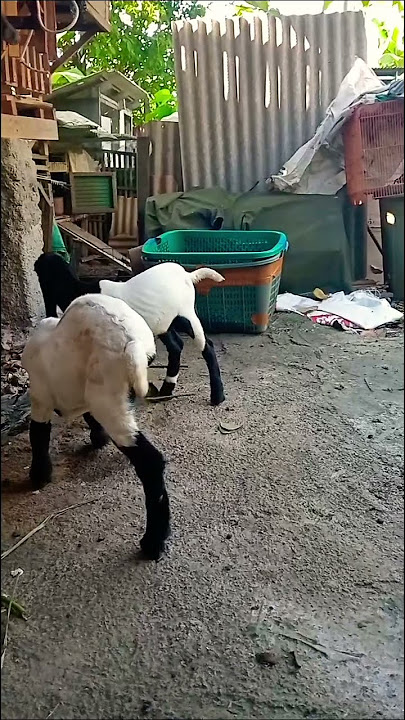maasyaallah nak cempe lahir beda 1 hari#kambingpe #ternak #cuteanimals #latepost
