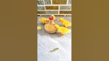 Turn Waste Bottles into Poultry Feeders | Easy DIY Chicken & Duck Feeder #diytools
