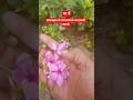 घर में सदाबहार के फ्लौवर्स आने के चमत्कारी फायदे#sadabahar#flowers #garden #nature #viral #funny