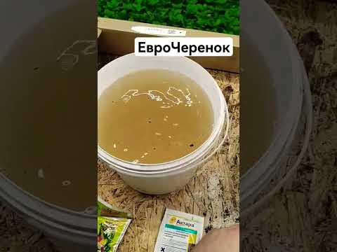 Петуния из Европы