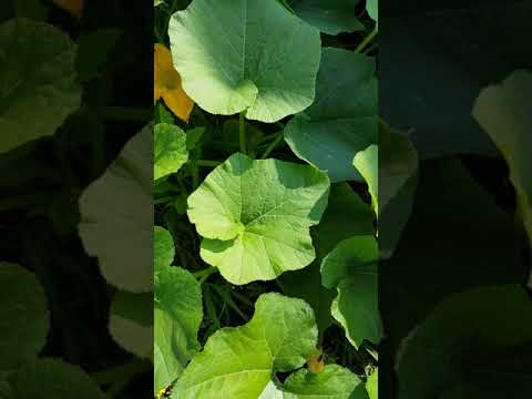 pollinating the pumpkins