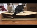 子猫の真似をした母猫の悲劇がかわいい