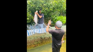 Du Thiên Tứ ! cận cảnh cá tra dầu khủng nặng 22kg tại hồ cá cảnh nhà mình