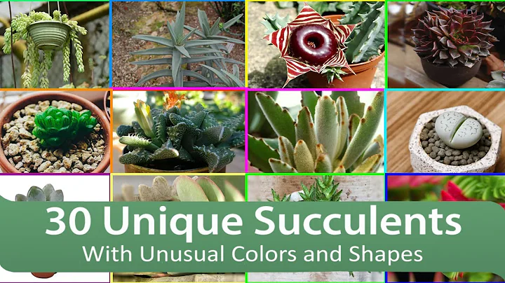 30 Unique Succulents With Unusual Colors and Shapes
