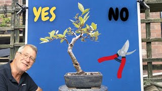 Revealing Bonsai Leaf Defoliation Reality (Timelapse)