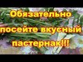 Вкуснейший корнеплод пастернак незаслуженно забыт!!!