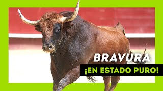 Los TOROS SALVAJES más BRAVOS soltados en 2023 ¡Qué ANIMAL! by TOROS EN ESPAÑA TV 356,246 views 4 months ago 18 minutes