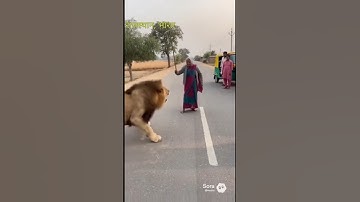 🎬 “It’s Not About Strength — It’s About Confidence! Fearless Grandma Faces Lion on the Road”