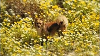 San Diego Super Bloom