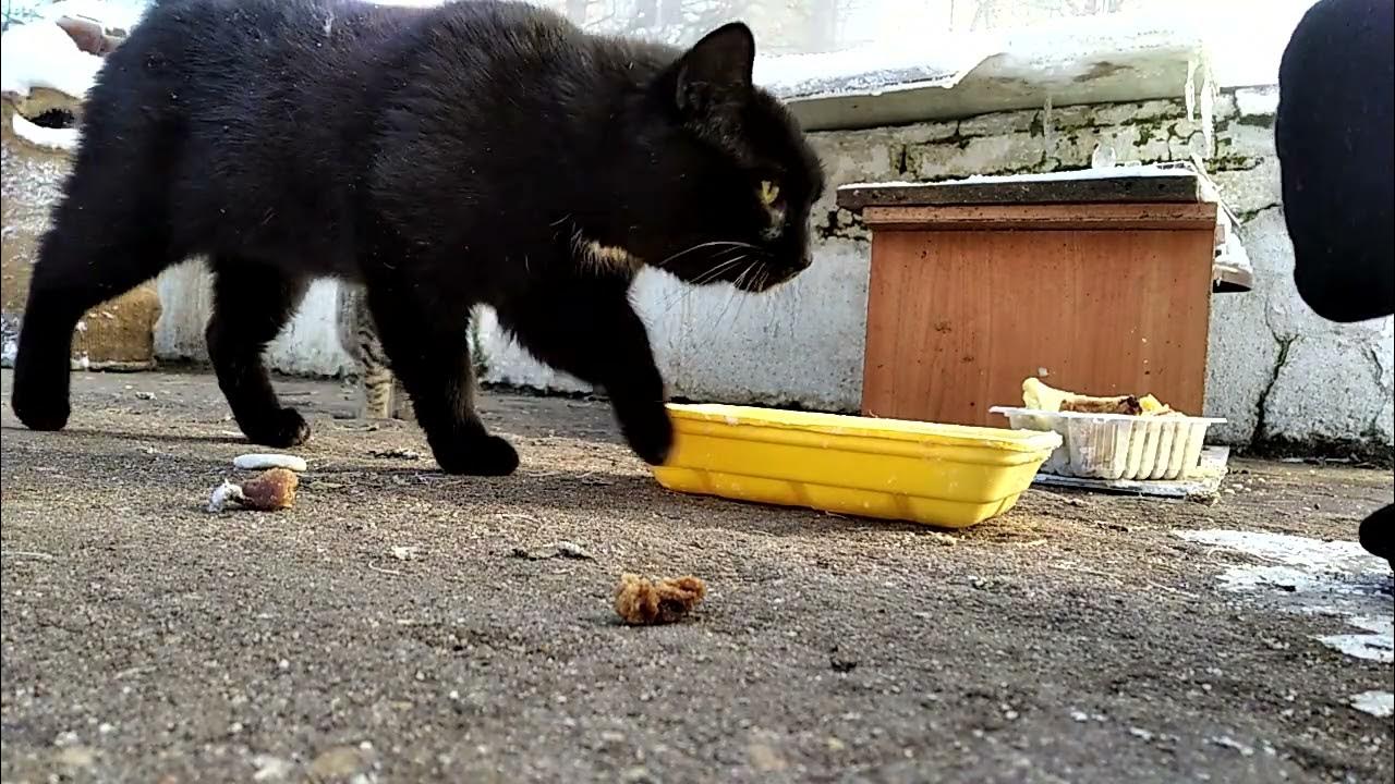 Кота ушел зимой. Кота ушел зимой
