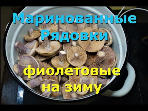 Маринованные Рядовки Фиолетовые на зиму