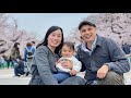 Ueno Park Cherry Blossoms Experience | Fully Bloomed Sakura