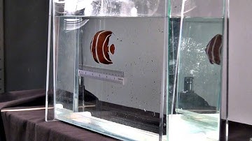 Digitizing Biological Collections – Imaging Fluid-Preserved Specimens