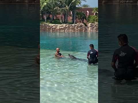 Discover Dolphin Bay at Atlantis The Palm! Dubai #shorts