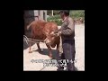 牛と犬は別れることを耐えられず、再会するのでしょうか？#犬 #動物 #動物世界 #面白い #funny