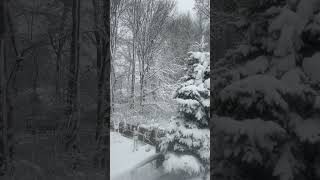 view from my kitchen window... #snow #debussy #winterwonderland