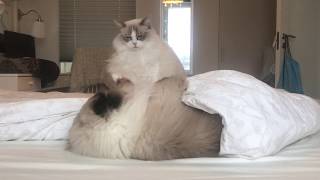 Ragdoll cats play fighting by iamlycimnia 22,102 views 5 years ago 1 minute, 15 seconds