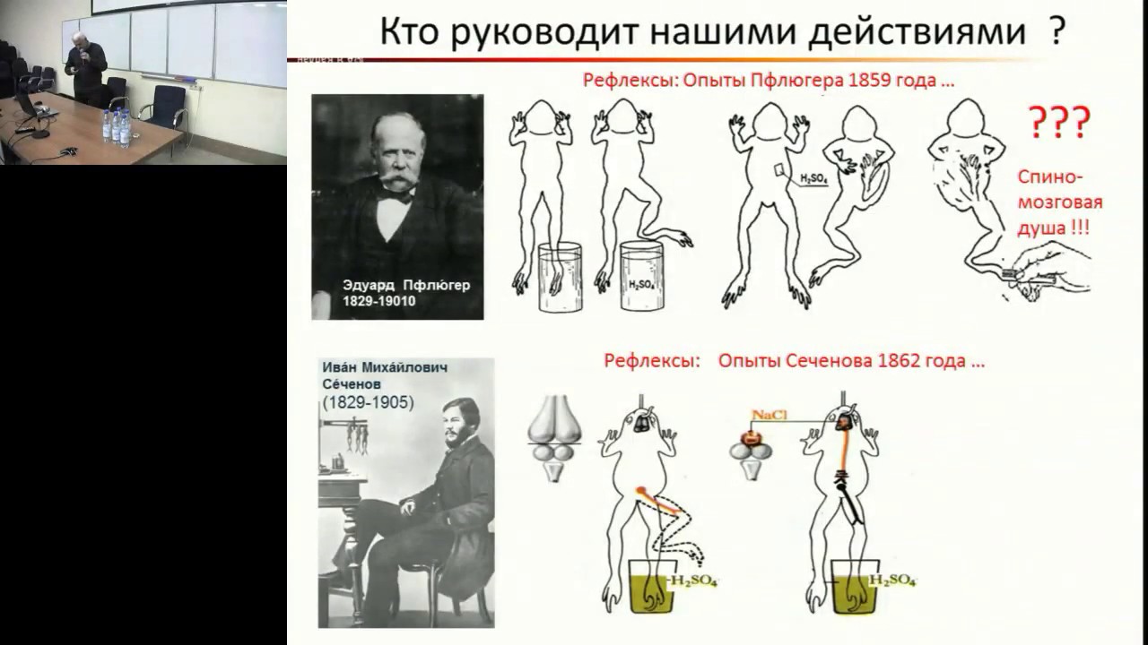 Сеченов рефлексы мозга. Сеченов рефлексы. Рефлексы головного мозга Сеченов. Рефлексы головного мозга основной труд и.м Сеченова. Кому и как разрабатывать психологию.