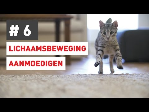 Video: Hoe Katten Bewegen