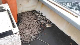 Setting a halibut trawl on the 'ol 51  boat.