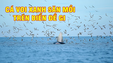 Cận cảnh cá voi xanh săn mồi trên biển Đề Gi - Bình Định