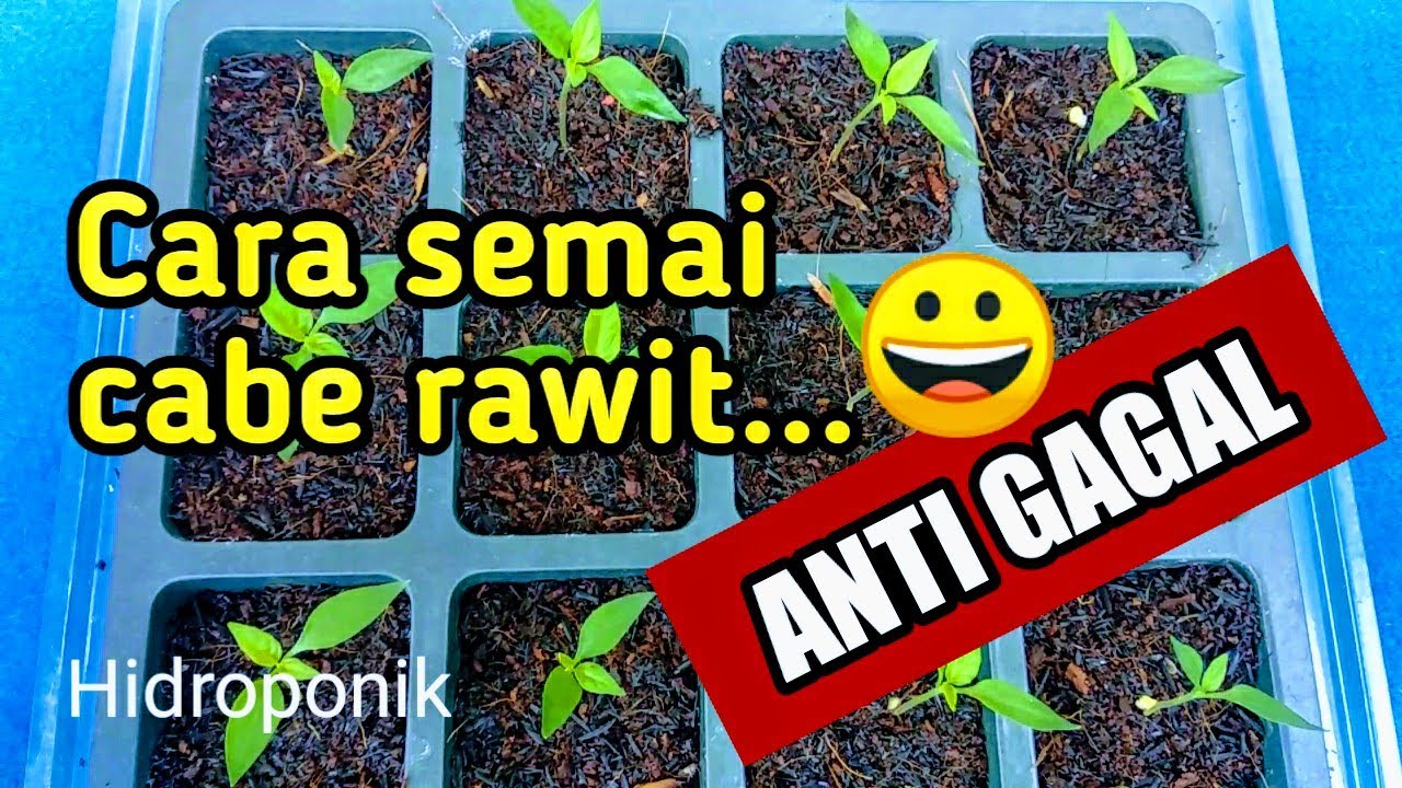 CARA SEMAI CABE  RAWIT PALING  MUDAH DAN CEPAT  TUMBUH YouTube