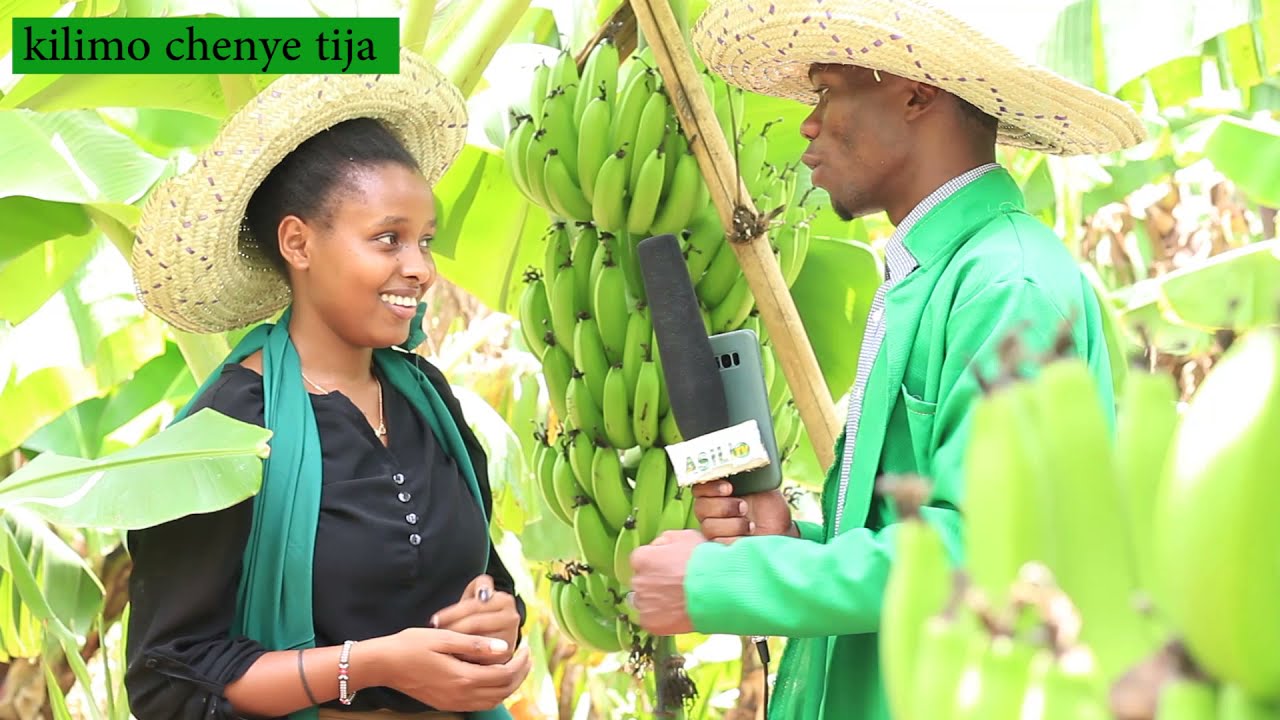 TAZAMA MATUNZO  BORA YA SHAMBA LA MIGOMBA YALIVYOPELEKEA MAVUNO MKUBWA - ASAM HortE