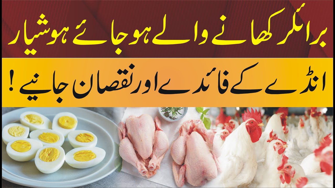 Poultry Perks | Unveiling the Health and Culinary Benefits of Chicken #chicken #eggs #poltryfarm
