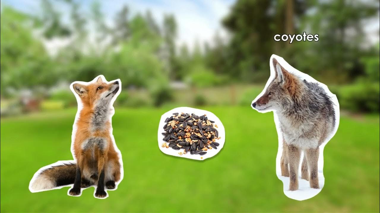 Here's what happens when you feed wildlife YouTube