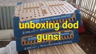 unboxing dod gunsi | bebek pedaging
