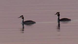 Summertime memories with grebes