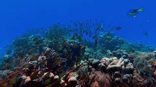 Fundo do Mar em 4K (Incrível) - Seabed in 4K (Amazing) screenshot 3