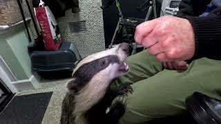 Biscuit the Badger and friends by ian stephens 383 views 1 month ago 15 minutes