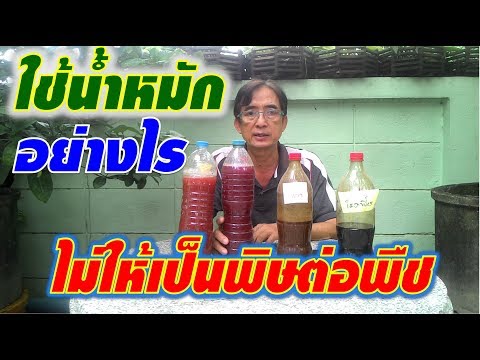 ใช้น้ำหมักอย่างไร ให้ได้ประโยชน์ และไม่เป็นพิษต่อพืช I เกษตรปลอดสารพิษ