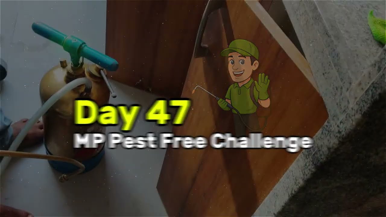 Day 47 | MP Pest Free Challenge | General Pest Control at Anand Nagar, Bhopal | Perfect Pest Control