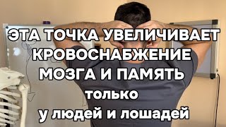 видео: Эта точка увеличивает кровоснабжение мозга в 45 раз только у людей и лошадей. Память и внимание тоже картинка: Эта точка увеличивает кровоснабжение мозга в 45 раз только у людей и лошадей. Память и внимание тоже