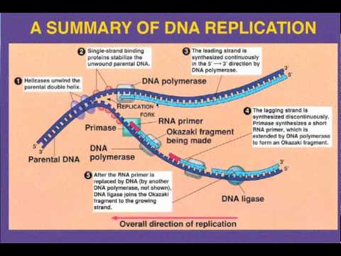 DNA Replication- Leading vs Lagging Strand - YouTube